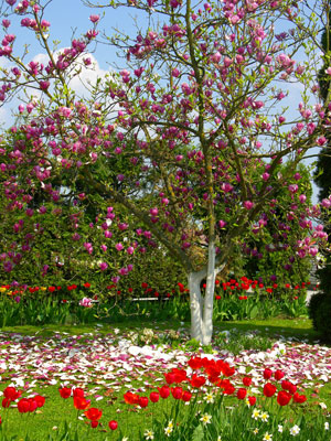 Tulipánfa